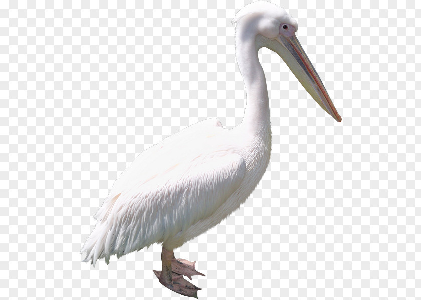 Bird Cygnini PNG