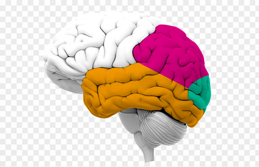 Brain Human Function Scientist Interview PNG