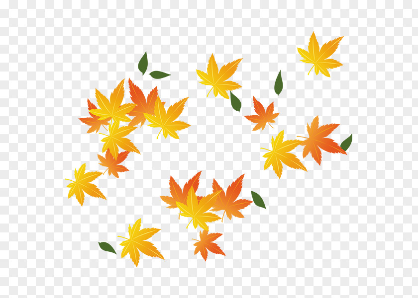 Falling Yellow Maple Leaves Red Leaf PNG