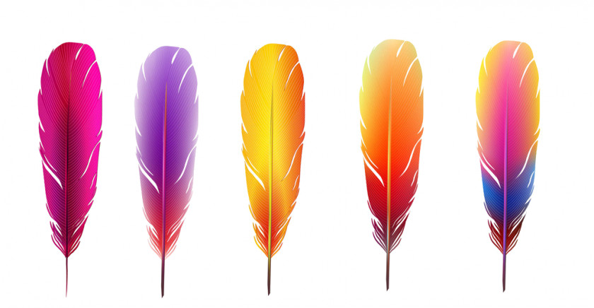 Feather Color Wallpaper PNG