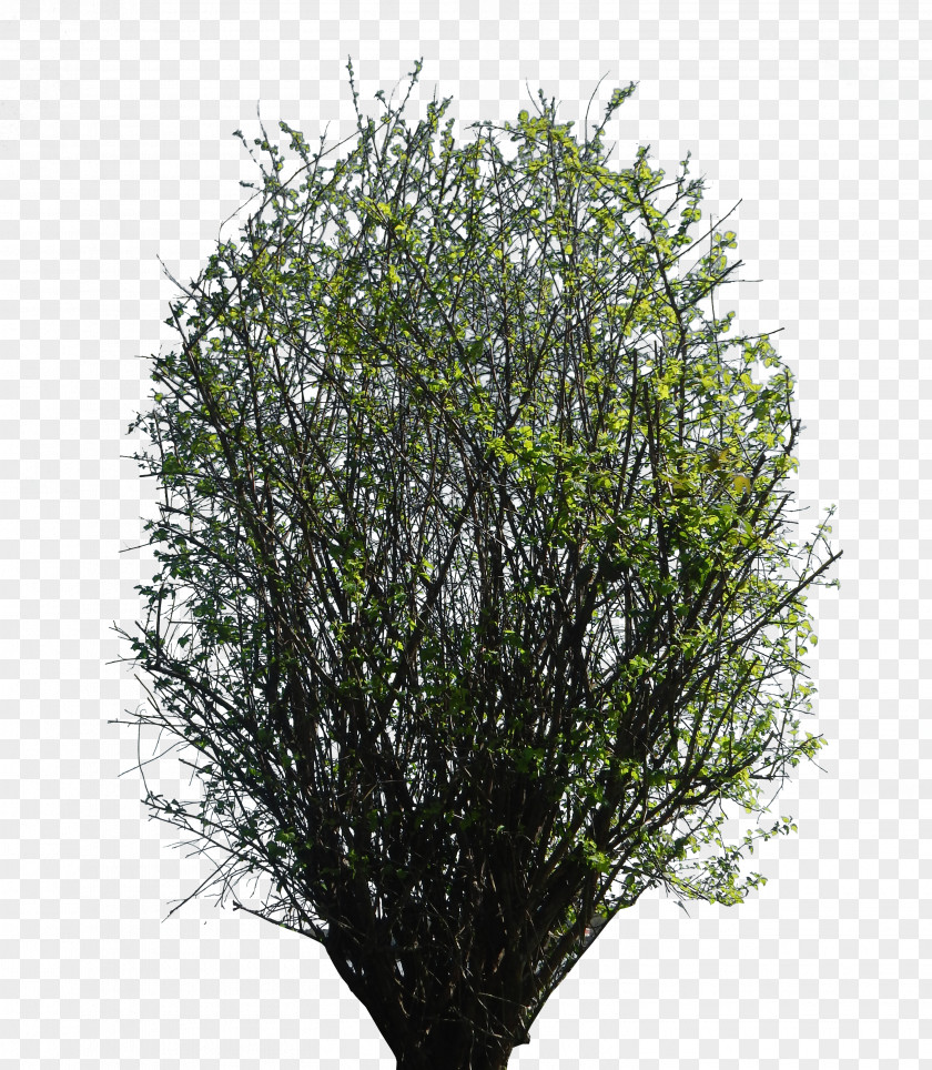 Flower Bush Cutout Branch Shrub Blossom Tree PNG