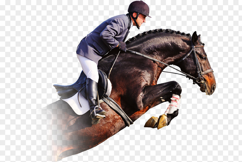 Horse Show Jumping Equestrian PNG