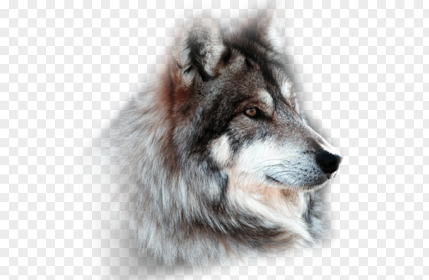 Kurt Resmi Saarloos Wolfdog Tamaskan Dog Canadian Eskimo Utonagan Breed PNG