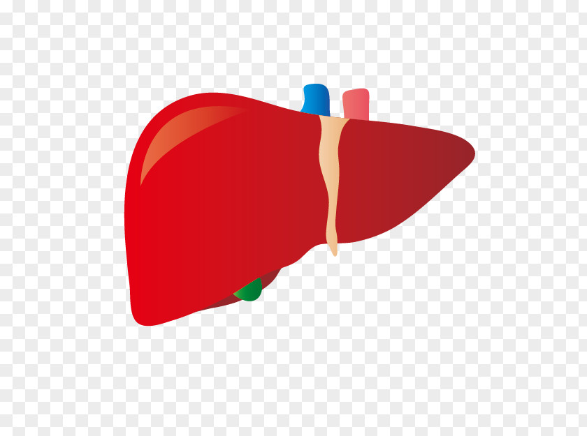 Liver Disease Dietary Supplement プレジデントオンライン Hepatitis B PNG