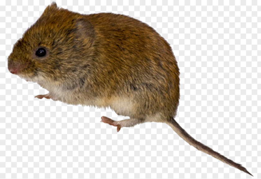 Mouse Rodent Meadow Vole Rat PNG
