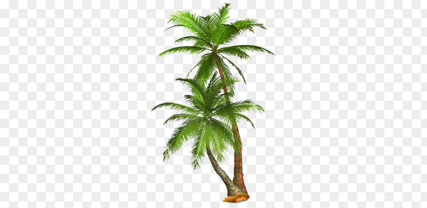 Palm Tree PNG tree clipart PNG