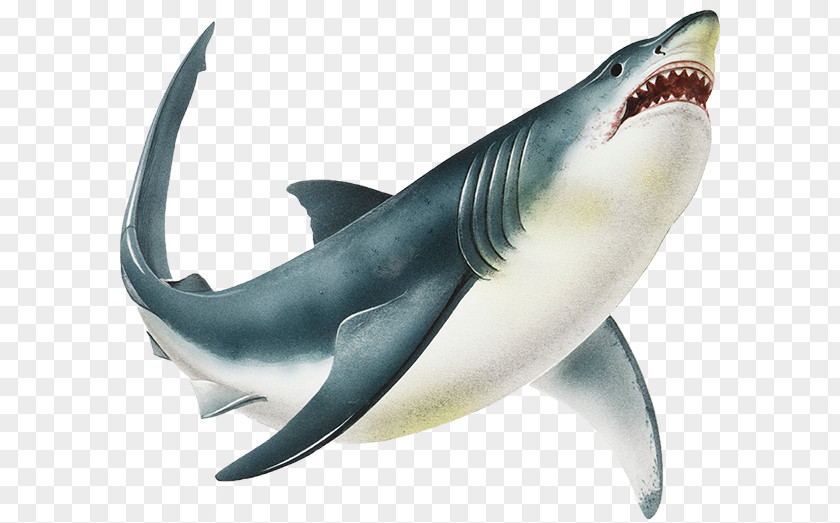 Sharks Great White Shark Shark: In Peril The Sea Isurus Oxyrinchus PNG