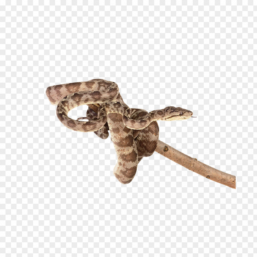 Snake Reptile Clip Art PNG