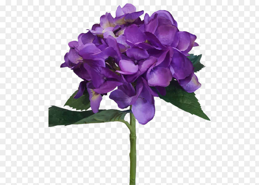 Hydrangea Plant Cut Flowers Violet PNG
