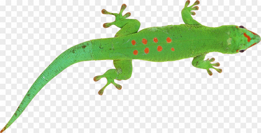 Lizard Chameleons Clip Art PNG