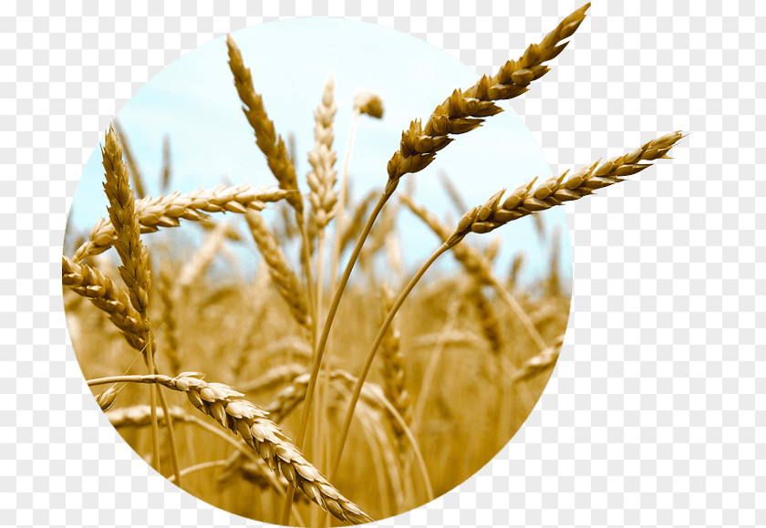 Barley Oat Emmer Einkorn Wheat Cereal Durum PNG