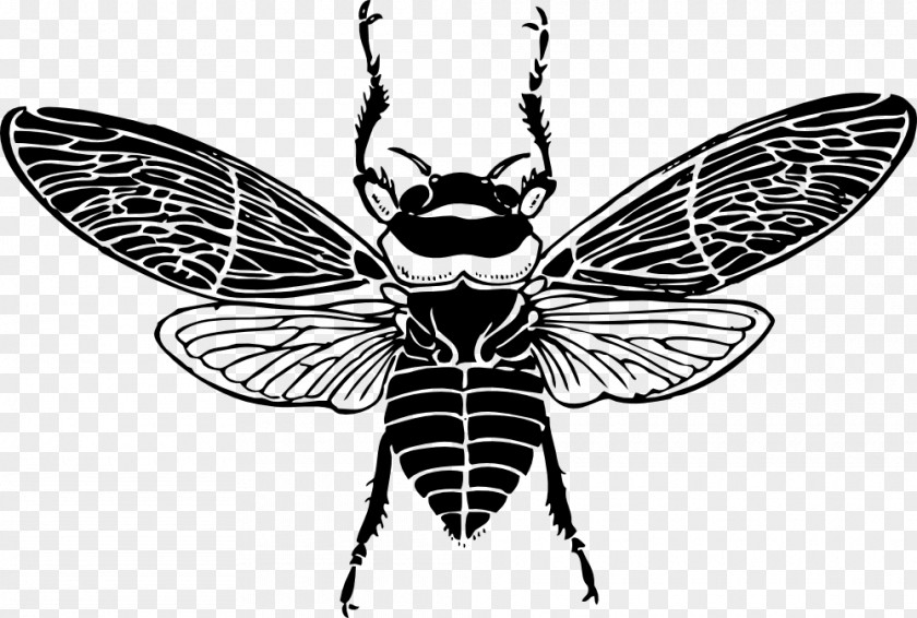 Bee Western Honey Clip Art PNG