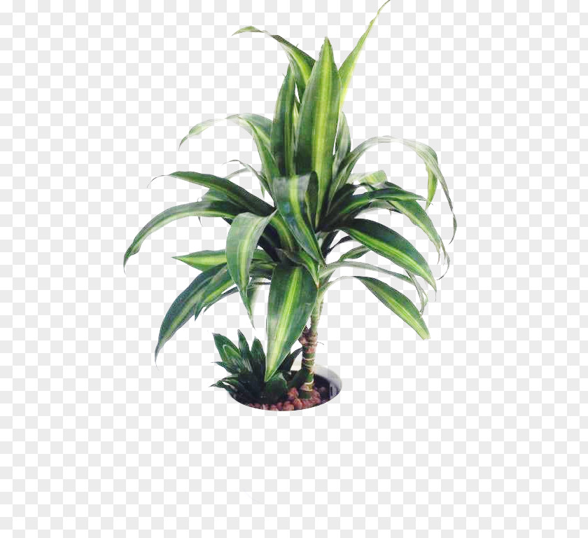 Dracaena Flowerpot Houseplant Sansevieria Stuckyi Commodity PNG