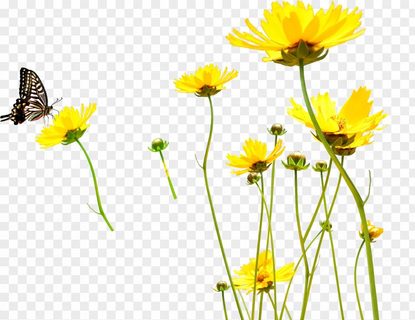 Flower Yellow Cdr Clip Art PNG