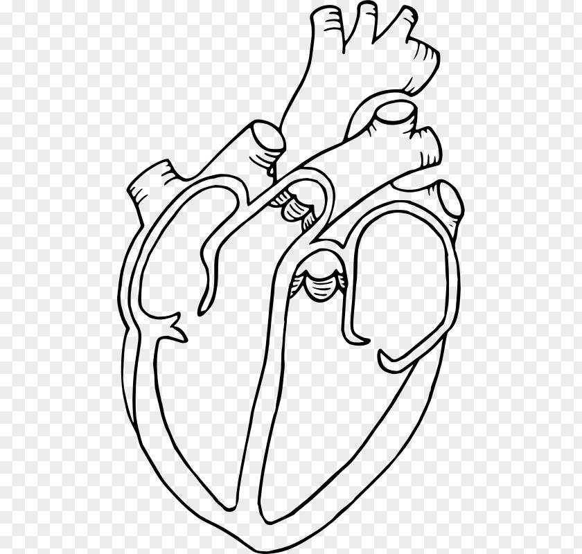 Human Heart Diagram Drawing Anatomy Clip Art PNG