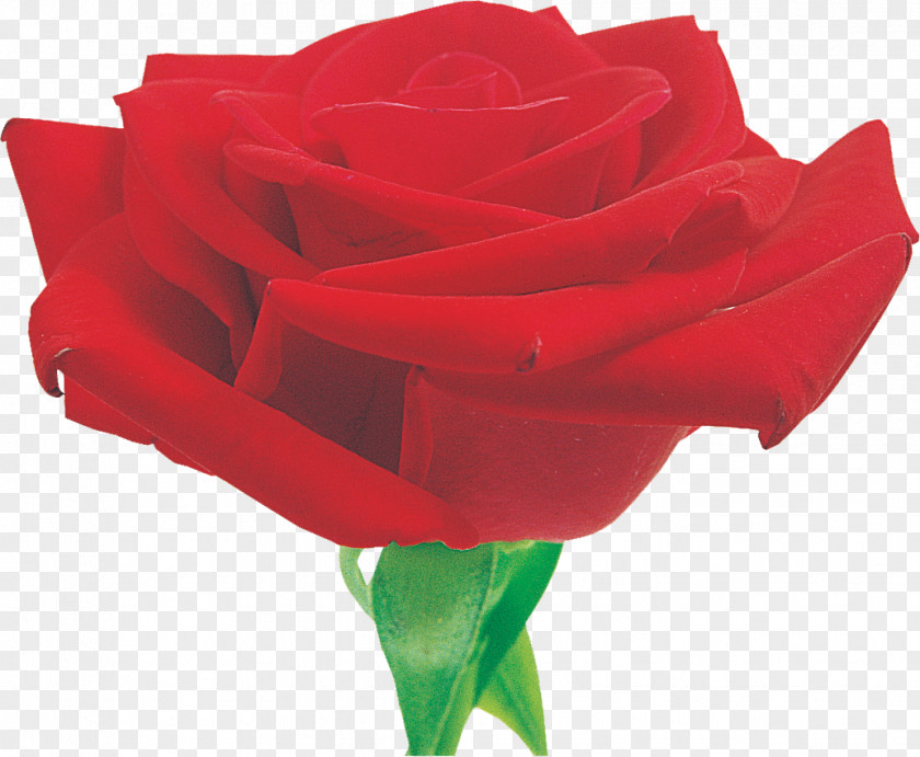 Rose Garden Roses Red Cut Flowers PNG