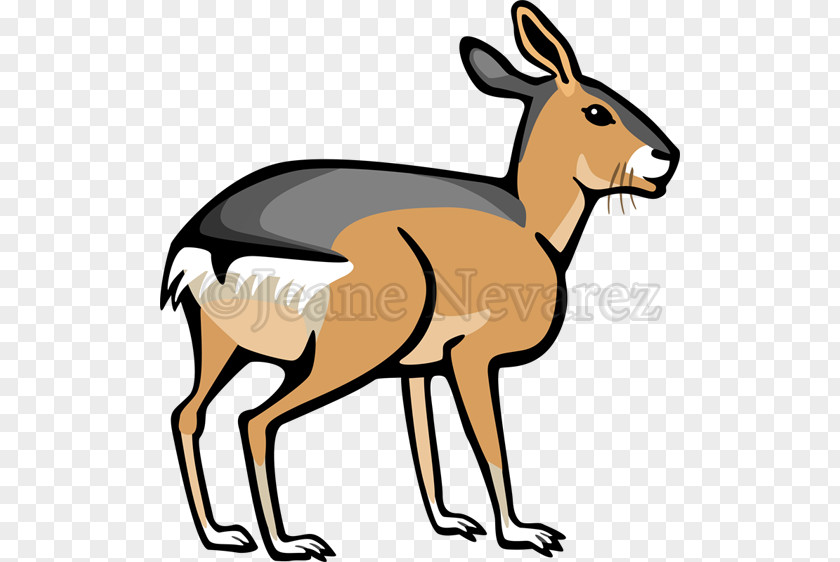 Tail Fawn Kangaroo Cartoon PNG