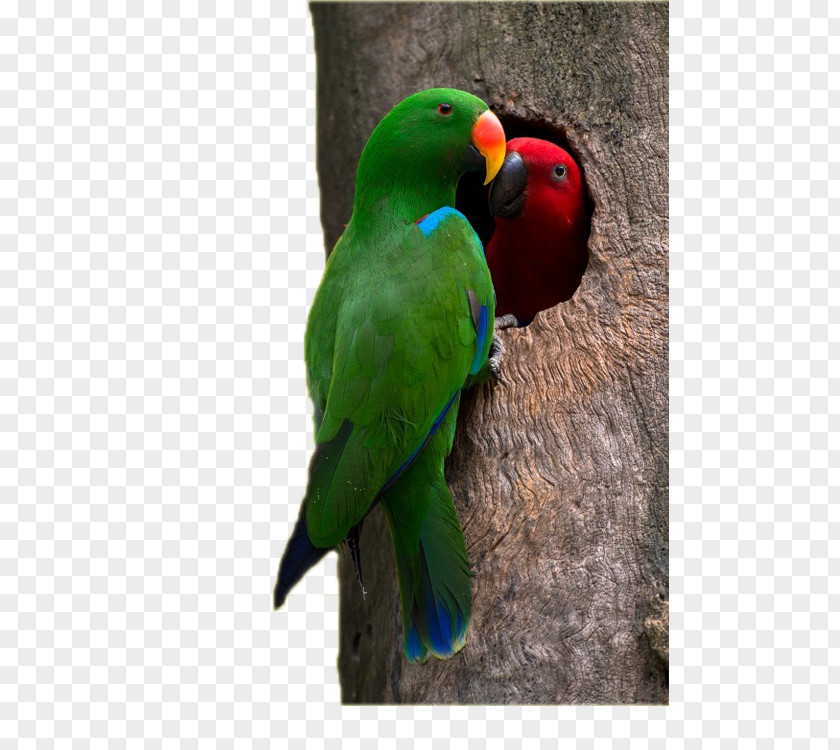 Two Hollow Parrots Eclectus Parrot Lovebird Budgerigar PNG