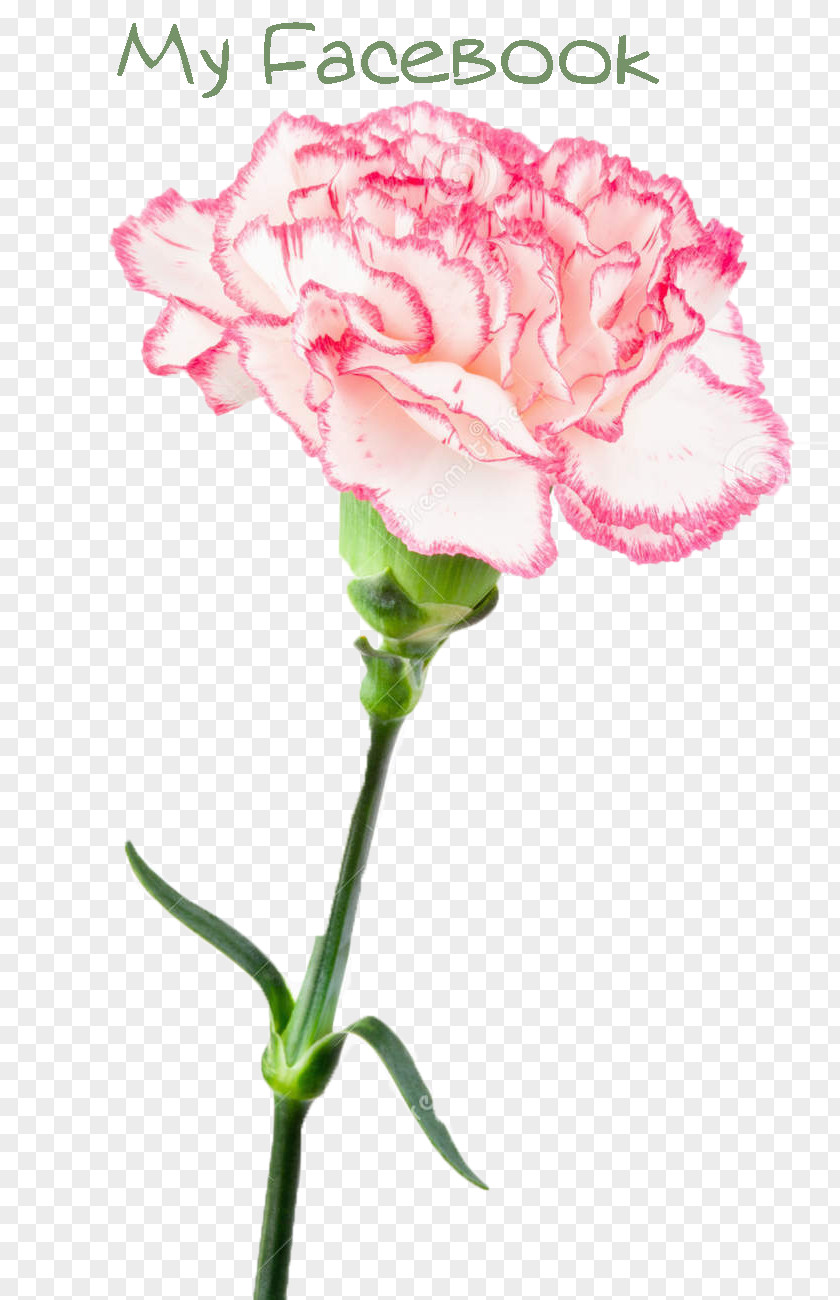 White Carnation Garden Roses Pink Cut Flowers PNG