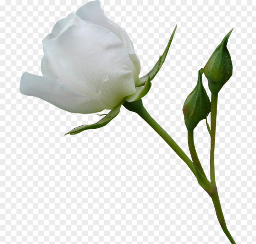 White Roses Beach Rose Garden Flower PNG