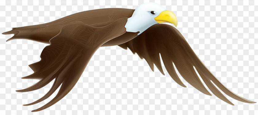 Feather PNG