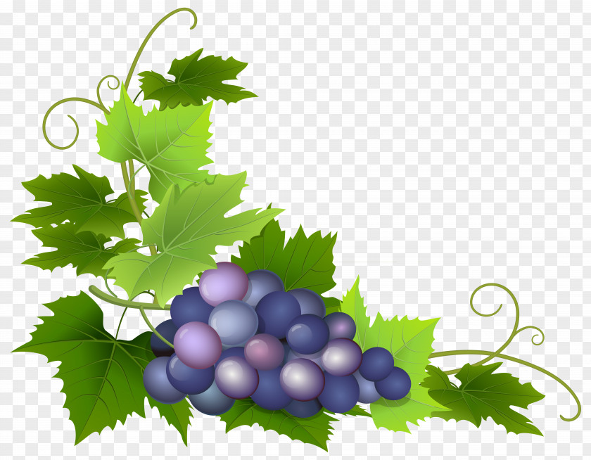 Grapes Common Grape Vine Wine Leaves Clip Art PNG