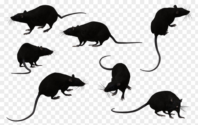 Rat Black Animal Clip Art PNG