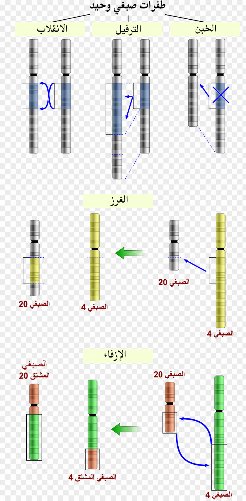 Chromosome Abnormality Chromosomal Translocation Mutation Inversion PNG