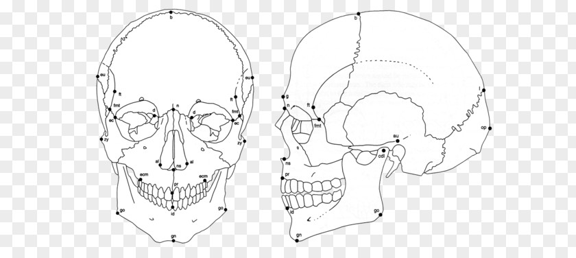 Genetic Drift In Humans Ear The Human Skull Skeleton Craniometry PNG