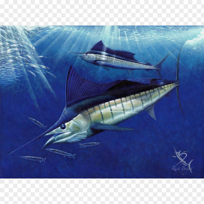 Swordfish Sailfish Atlantic Blue Marlin White Fin PNG