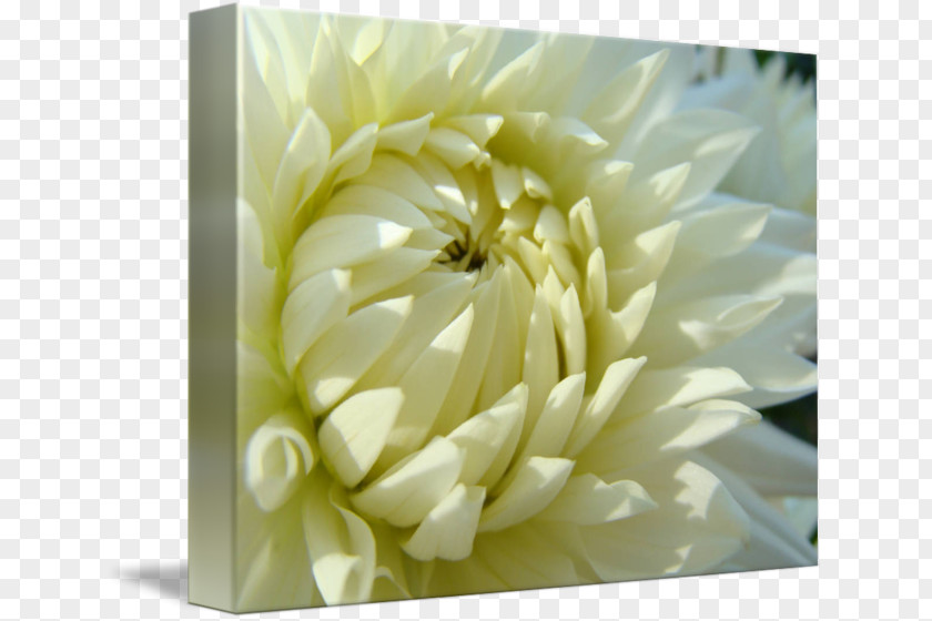 Watercolor Dahlia Gallery Wrap Troutman Floristry Chrysanthemum PNG
