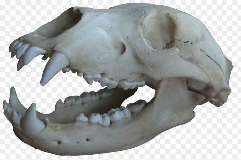 Black Skull Bone Jaw Mouth Snout PNG