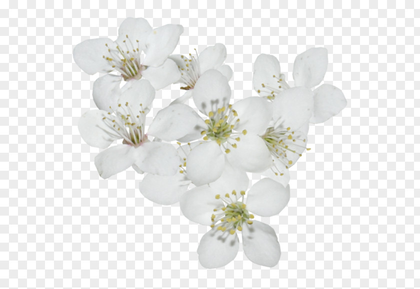 Cherry Blossom Cerasus PNG