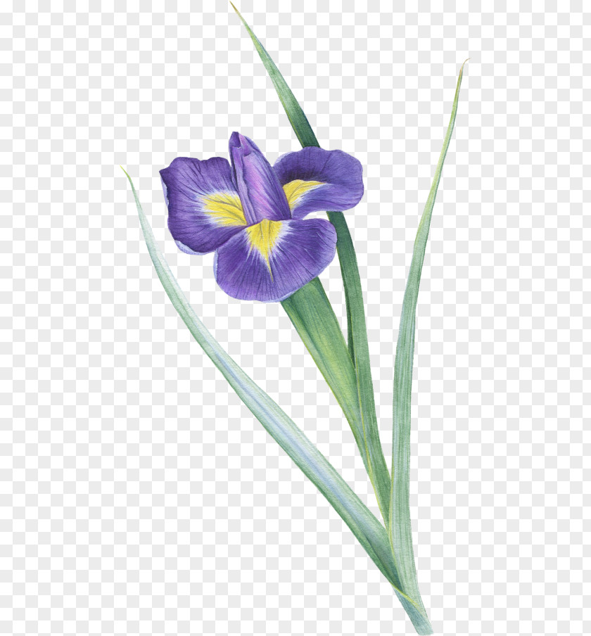 Crocus Northern Blue Flag Plant Stem Irises PNG