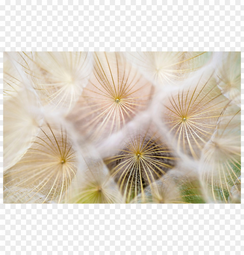 Dandelion Therapy Mindfulness-based Stress Reduction Disease Meditation PNG