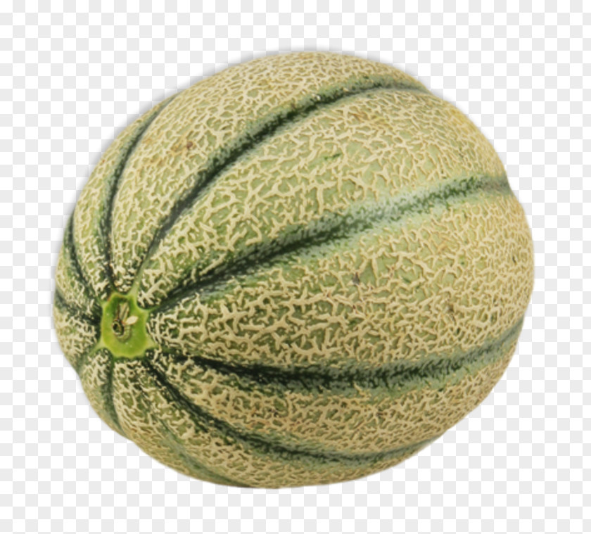 Melon Honeydew Cantaloupe Pumpkin Pregnancy PNG
