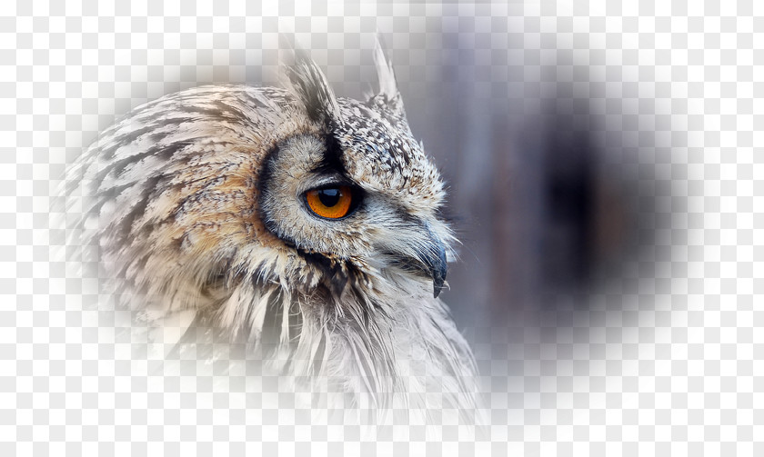 Owl Bird Desktop Wallpaper Xiaomi Redmi 2 Prime PNG