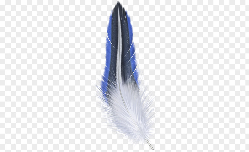 Boho Bird Feather Photography PNG