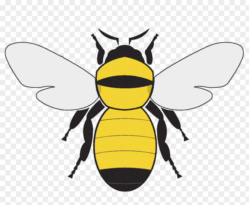 Bumble Bee Graphics Bumblebee Clip Art PNG