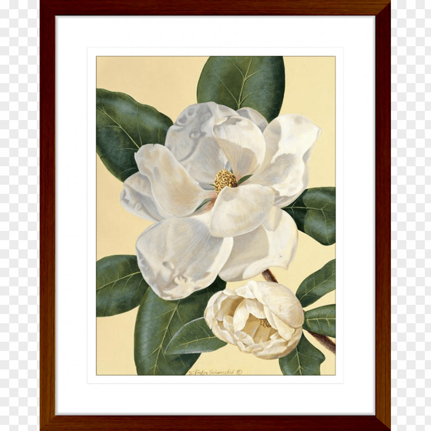Painting Art Printmaking Magnolia Still Life PNG