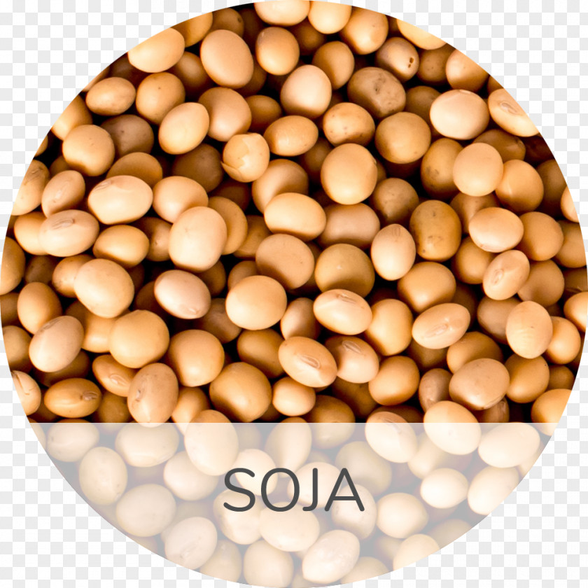 Soja Soybean Muscle Disease Business Food PNG