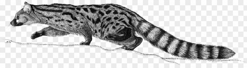 Tiger Cat Dog Pet Terrestrial Animal PNG