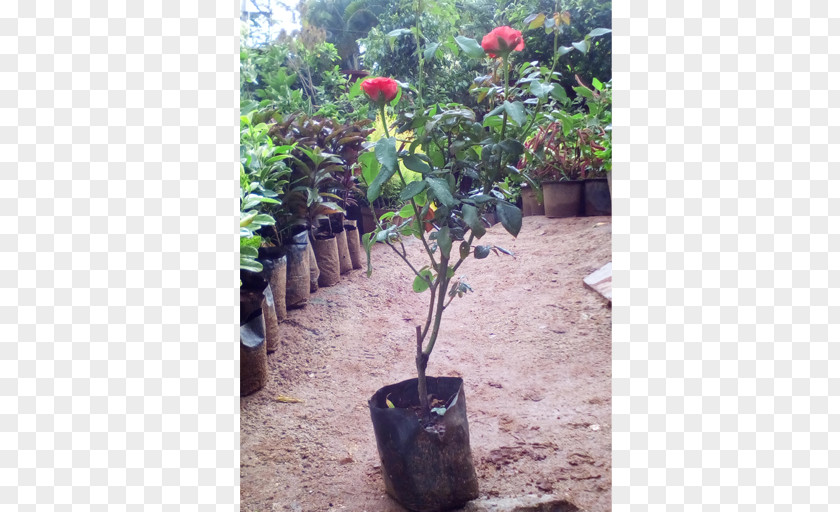 Pot Plant Houseplant Flowerpot Shrub PNG