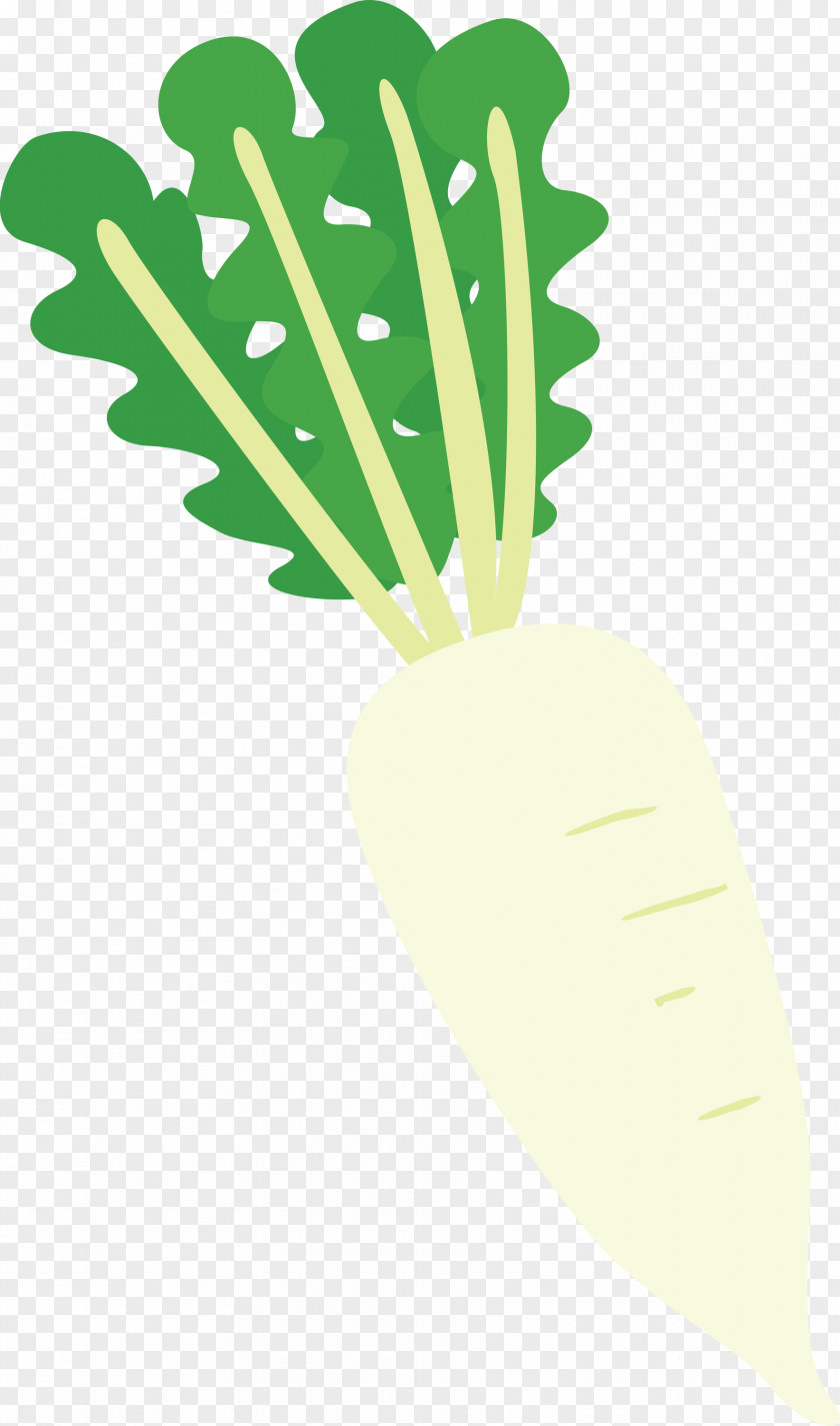 Radish PNG