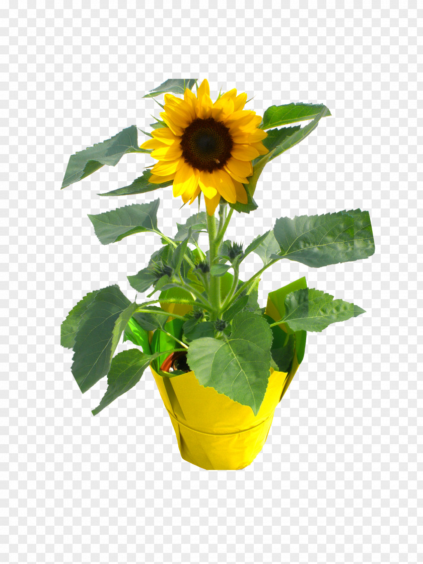 Sunflower No Background Consolidated Nurseries LLC Flowerpot Seed Nursery M PNG