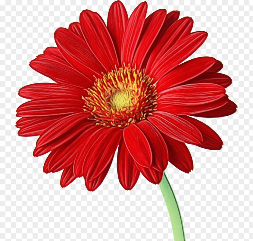 Transvaal Daisy Clip Art Image Flower PNG