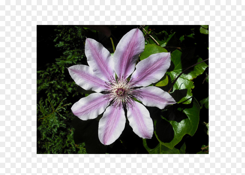 Flower Clematis Viticella Alpine Seed Vine PNG