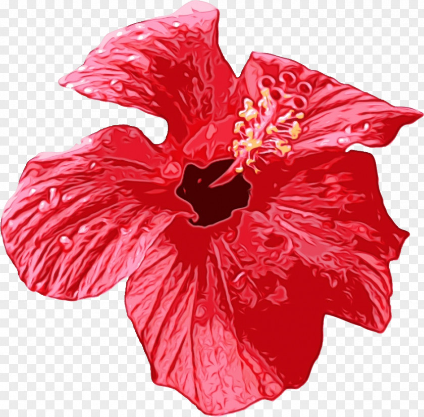 Hippeastrum Petunia Watercolor Pink Flowers PNG