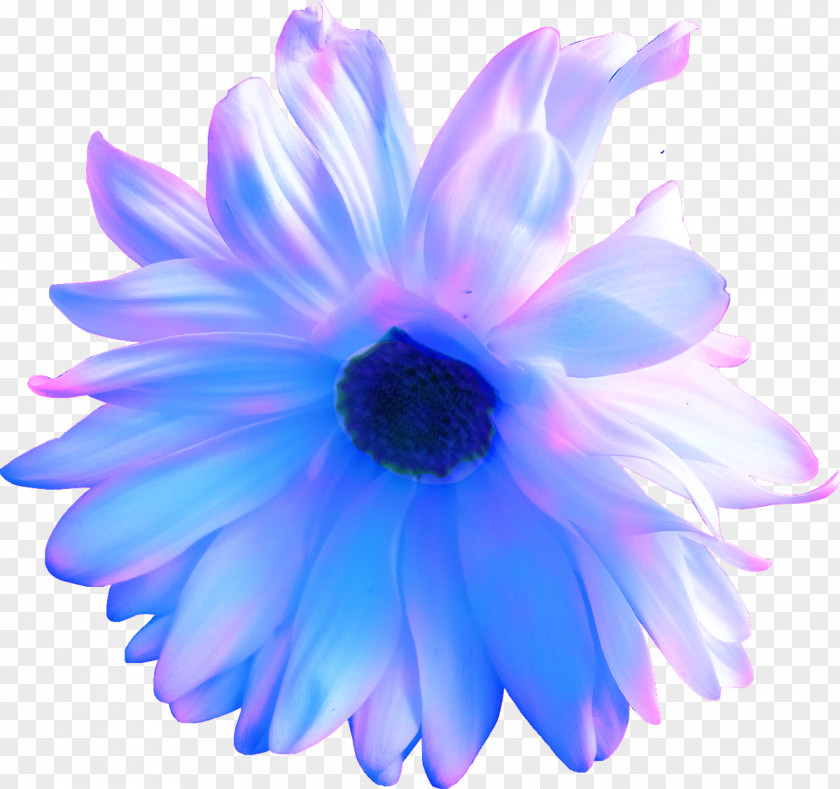 Lilac Flower Purple Blue Violet Petal PNG