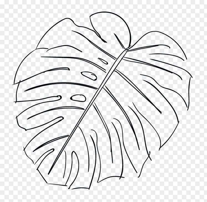 Monstera Swiss Cheese Plant Leaf Drawing Sketch PNG